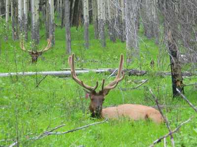 Banff NP Bow Valley Parkway Hirsche