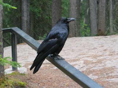 Banff NP Johnston Canyon Rabe