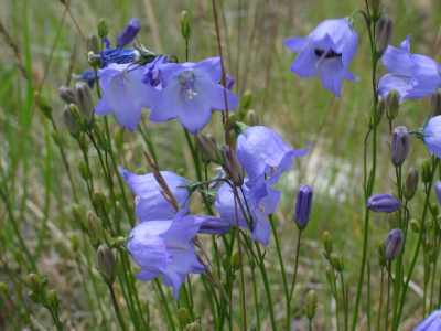 Banff NP Kaskade Ponts Blumen