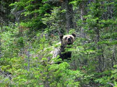 Banff NP Begegnung mit einem Grizzlybr  