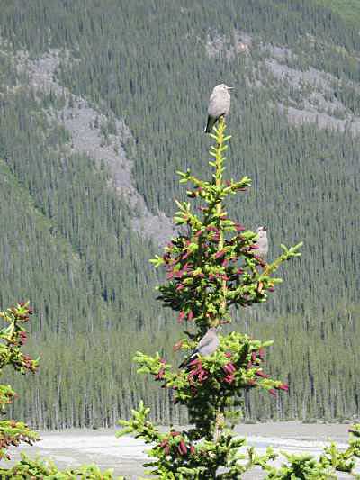 Jasper NP Sunwapta Falls