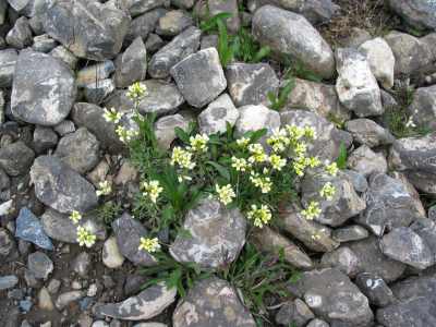 Banff NP Parker Ridge Trail