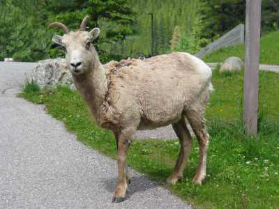 Jasper N.P. Miette Hot Springs, Parkplatz