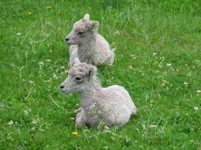 Jasper N.P. Miette Hot Springs, Parkplatz