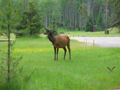 Jasper N.P. Hirschkuh (Elk)