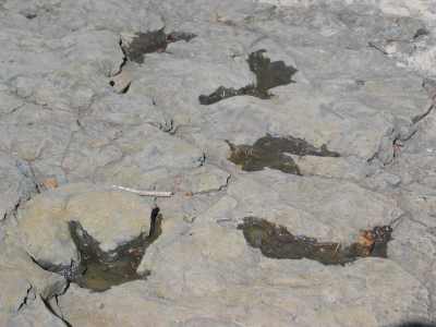 Tumbler Ridge, Dinosaurier Tour, Fussabdrücke