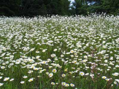 Kootenay NP, Wanderung