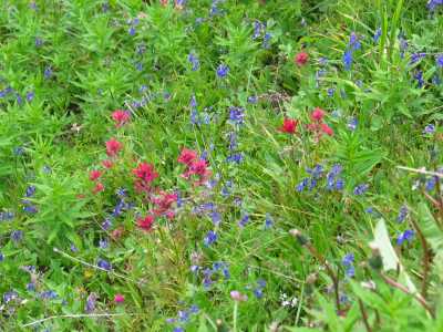Kootenay NP, Wanderung