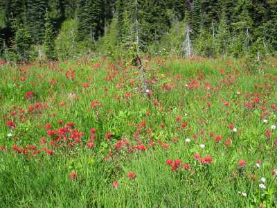 Mount Revelstoke, Indian Paintbrush