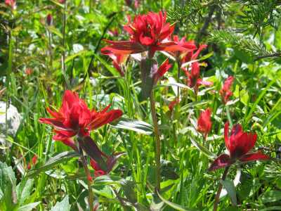 Mount Revelstoke Nationalpark