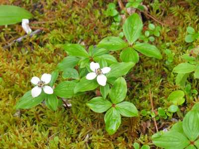 Yoho N.P. Emerald Lake, Wanderung am See entlang