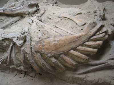 Dinosaur Provincial Park