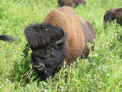 Riding Mountain Nationalpark