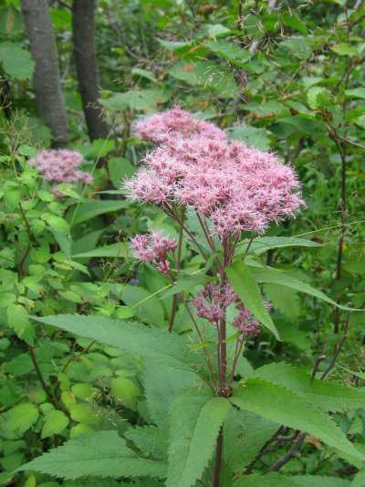 Riding Mountain Nationalpark