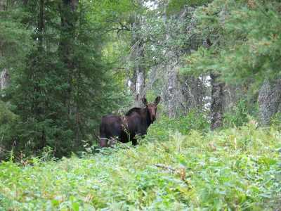 Riding Mountain Nationalpark