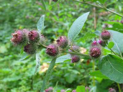Riding Mountain Nationalpark