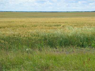 Saskatchewan, Weizenfeld