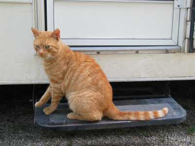 Durham Campingplatz, Besuch von Mauzi