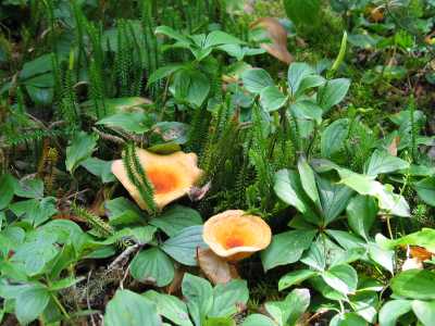 Neys Provincial Park