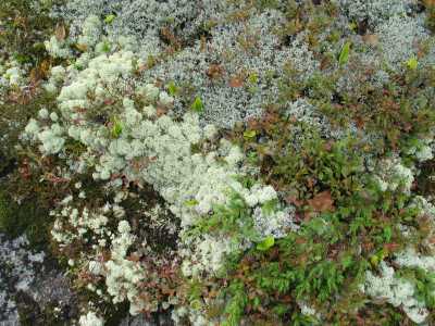 Pukaskwa Nationalpark, Halfway Lake Wanderung