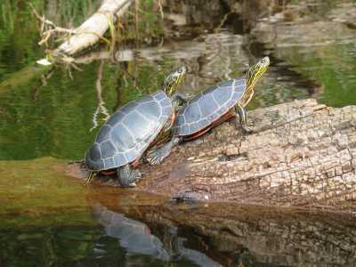 Quetico Provincial Park, Kanu Tour