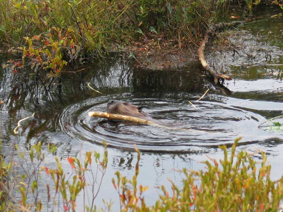 Algonquin Provincial Park, Biber am Mizzy Lake