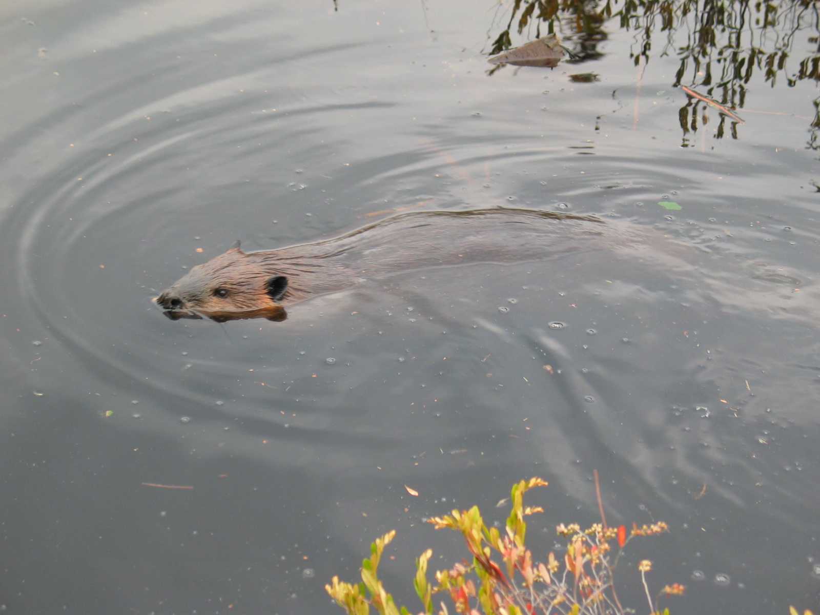 Algonquin Provincial Park, Biber am Mizzy Laka