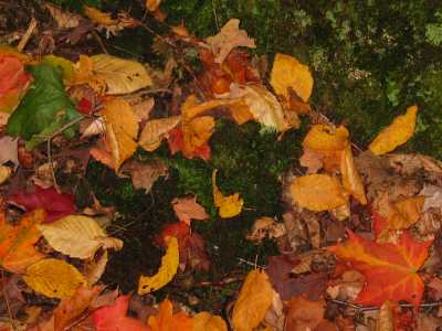 Algonquin Provincial Park, Es herbstelet!