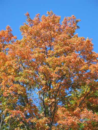 Balsam Lake, Wanderung