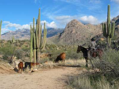 Catalina Mountain State Park, Cowboy mit Kuherde
