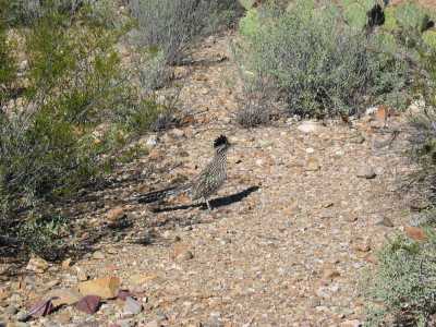 Tucson Mountain Park, Roadrunner auf dem Camping