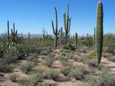 Saguaro N.P. West, Scenic Drive