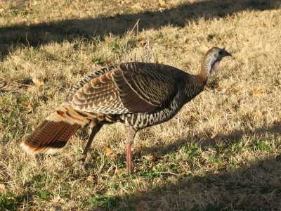 Big Bend N.P. Cottonwood Campground, Truthahn