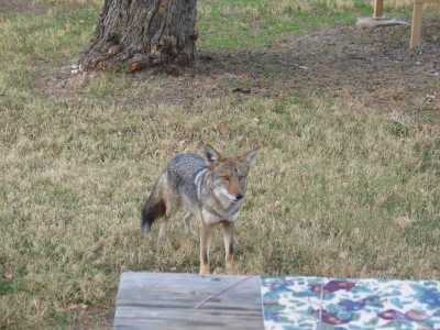 Big Bend N.P. Rio Grande Village Campground, Coyote