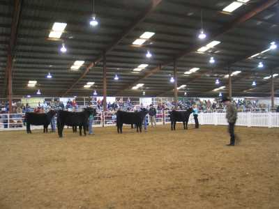 San Antonio, Rodeo, Kuhvorfhrung