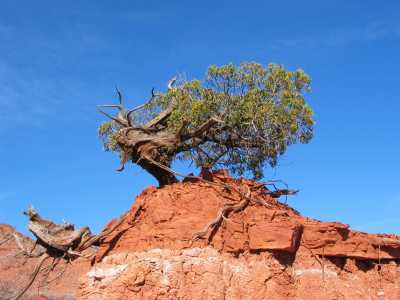 Caprock Canyon, "Bonsai"