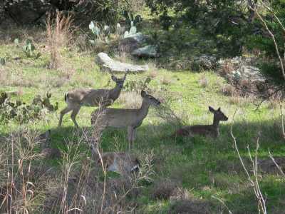 Inks Lake State Park, Rehe auf Besuch