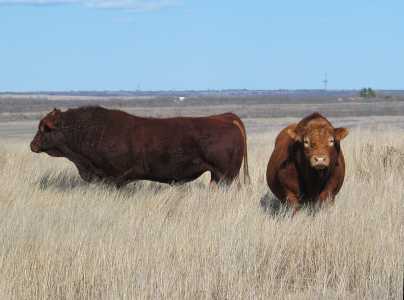 Texas Plains Trail, neugierige Bullen