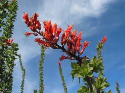 Black Canyon City, blühender Ocotillo Kaktus
