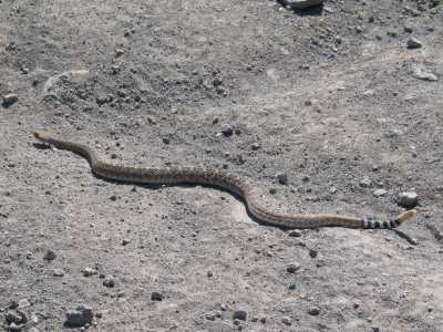 Black Canyon City, Western Diamnondback Rattlesnake