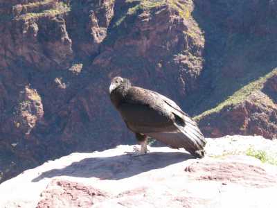 Grand Canyon, Plateau, Kondor