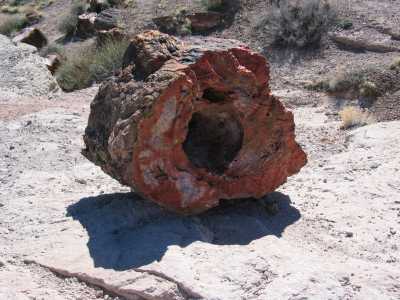 Petrified Forest, versteinerter Baumstamm