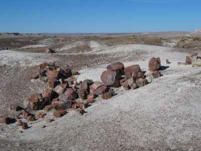 Petrified Forest, versteinerte Baumstmme