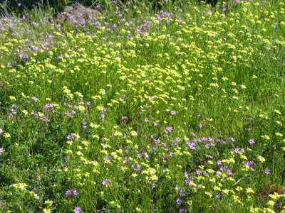 Camp Verde, Frühlingsgefühle