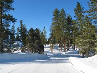 Bryce Canyon, Waldsträsschen im Campingplatz