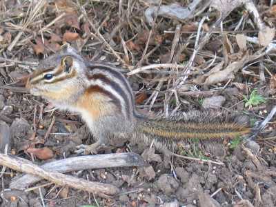 Wasatch Mountain State Park, Chipmunk