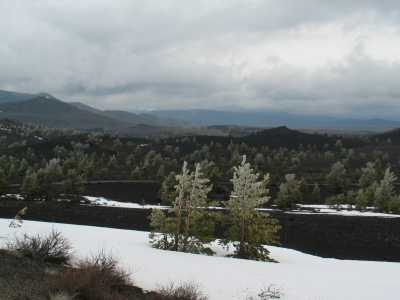 Craters of the Moon, vereiste Bäume