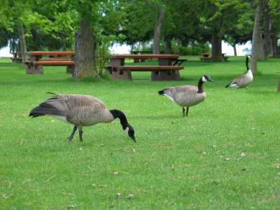 Bear Creek Park, Kanadische Wildgänse