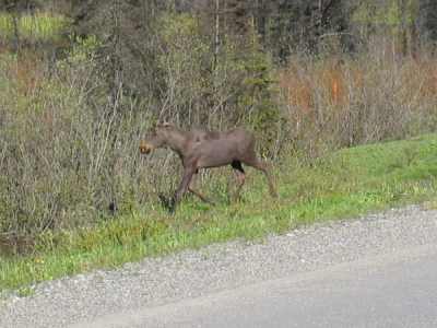 Barkerville, kaum da, schon wieder weg!