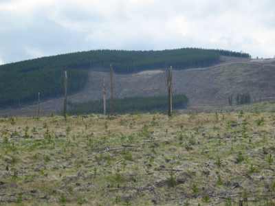 Princeton, Waldkahlschlag